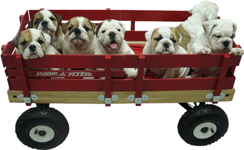 Puppies in a wagon Puppies in a wagon