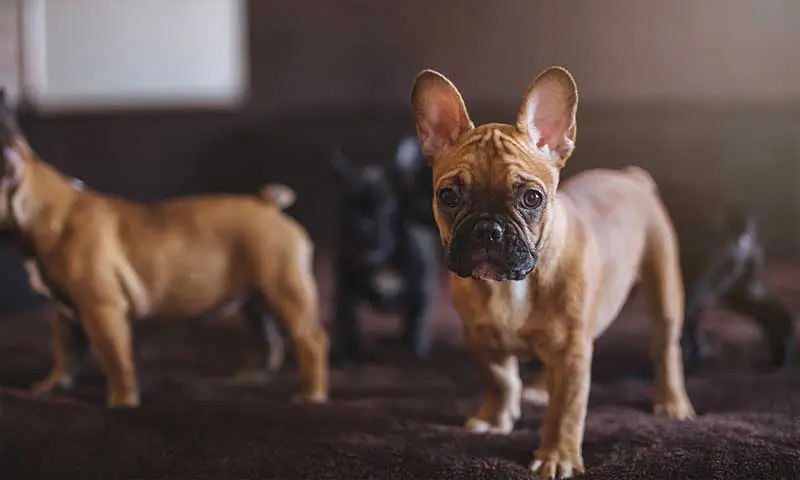 French boxer puppies