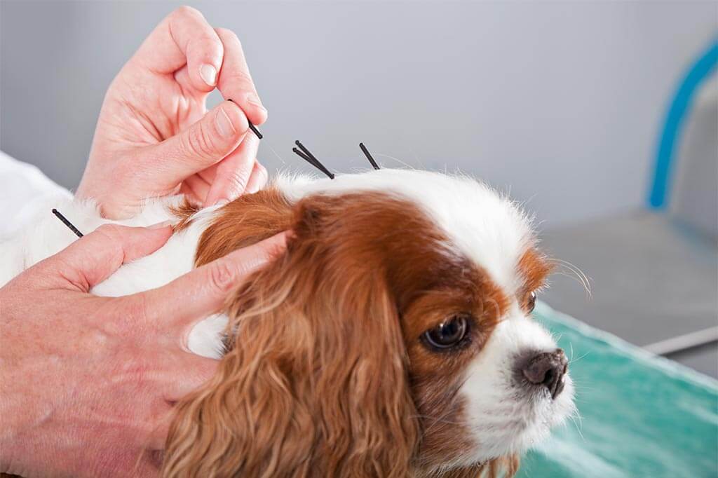 A dog being treated with acupuncture A dog being treated with acupuncture