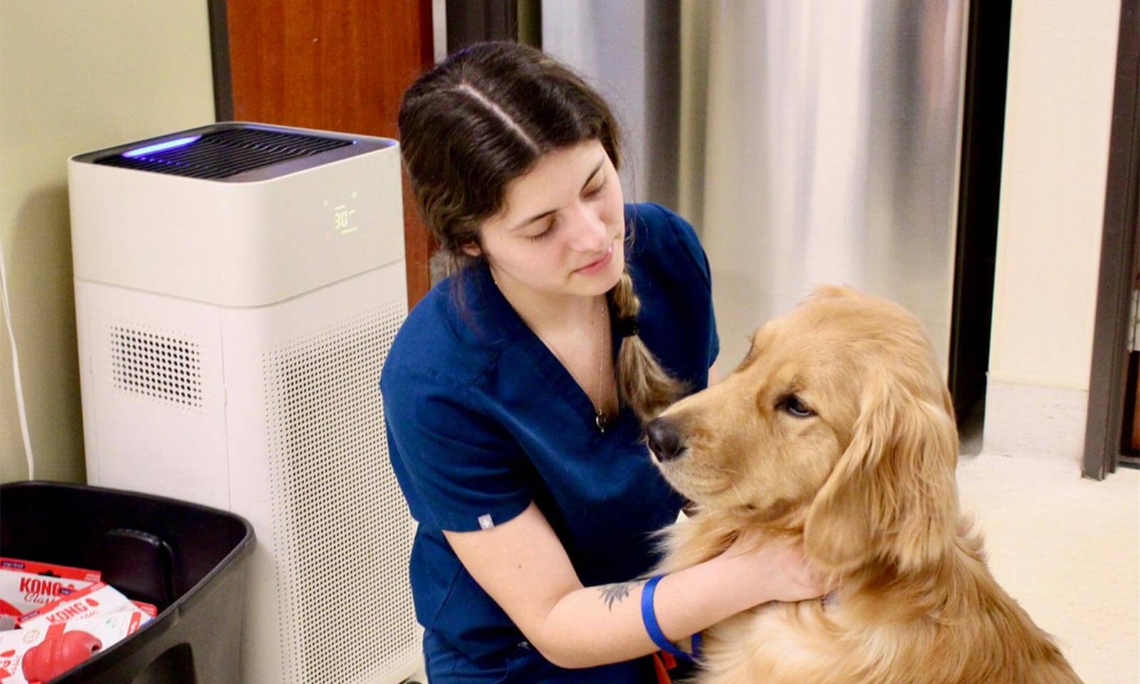 A golden retriever patient A golden retriever patient