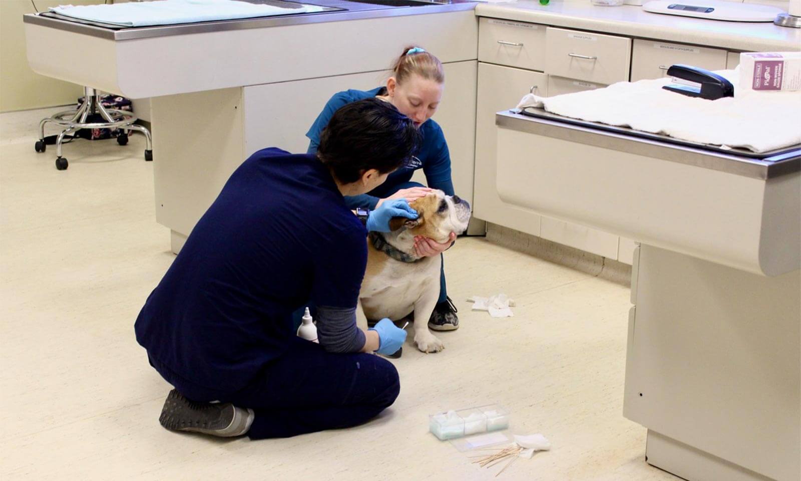 Treating a bulldog Treating a bulldog