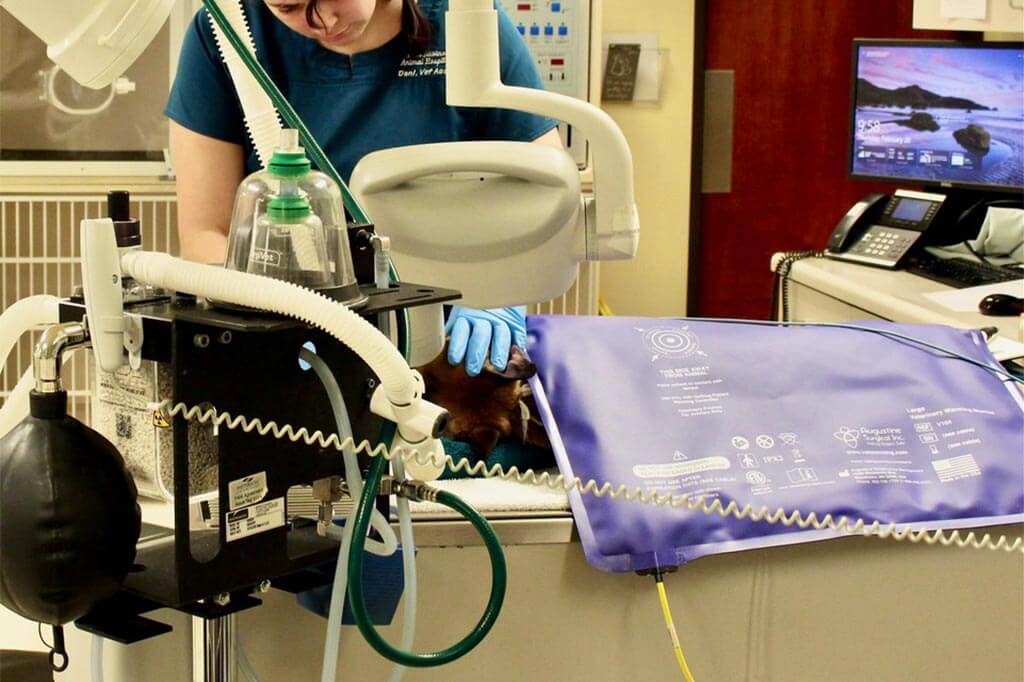 Dental Cleaning Dental Cleaning
