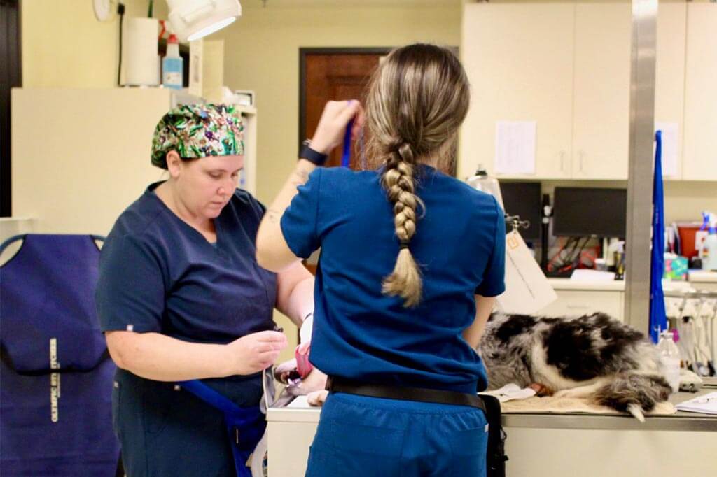Checking a cat's teeth Checking a cat's teeth