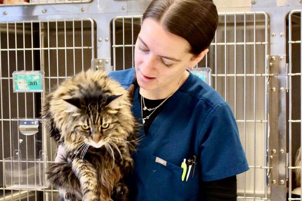 A feline grooming patient A feline grooming patient