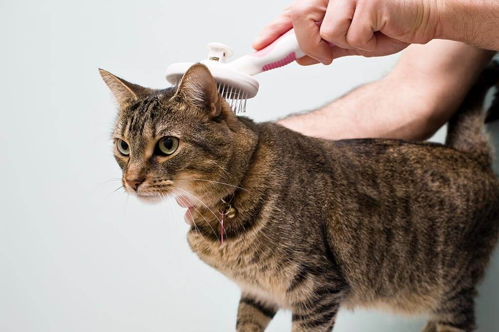 A cat being groomed A cat being groomed