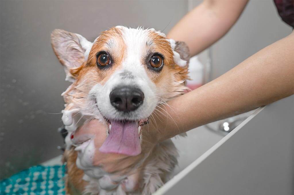 A corgi being bathed A corgi being bathed