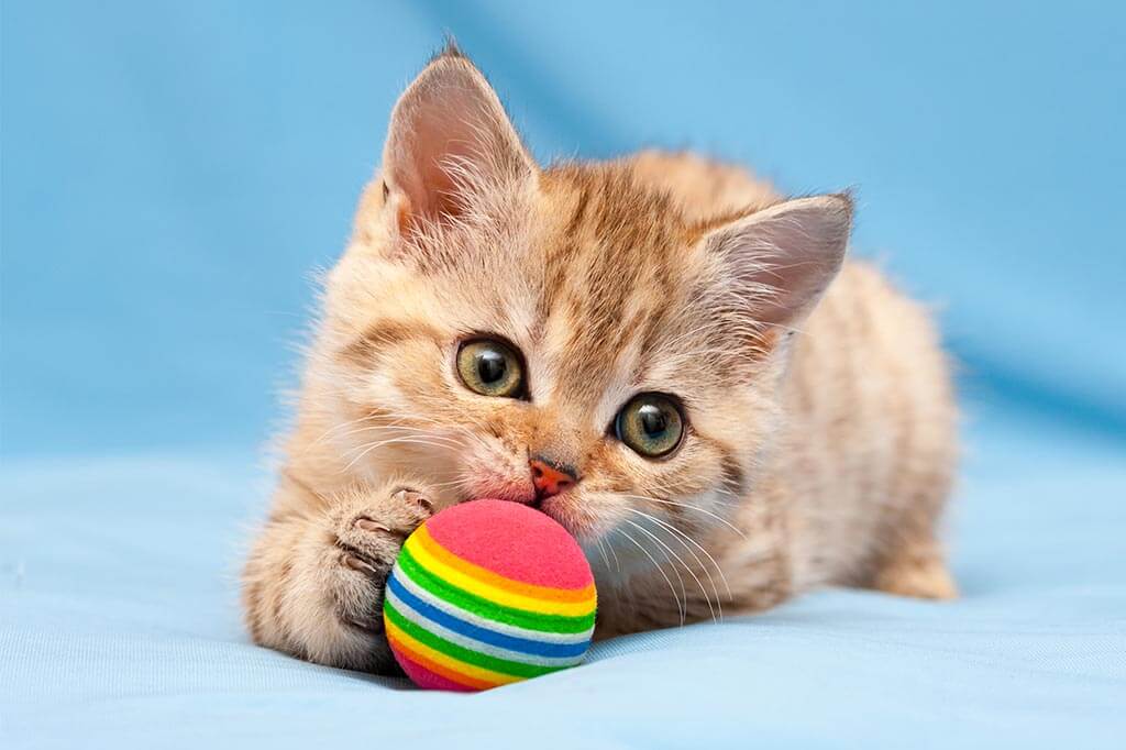 A kitten with a ball A kitten with a ball