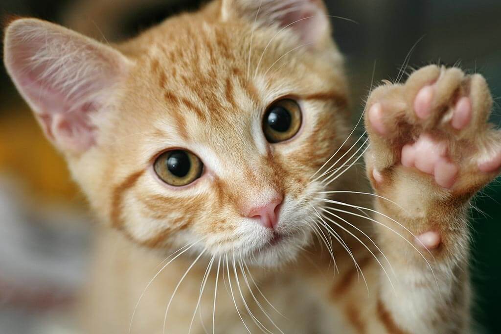 A kitten holding its paw up A kitten holding its paw up