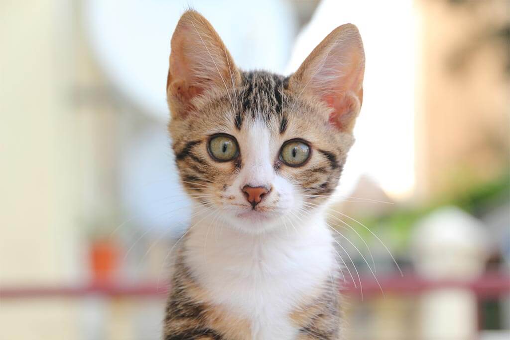 An alert kitten An alert kitten