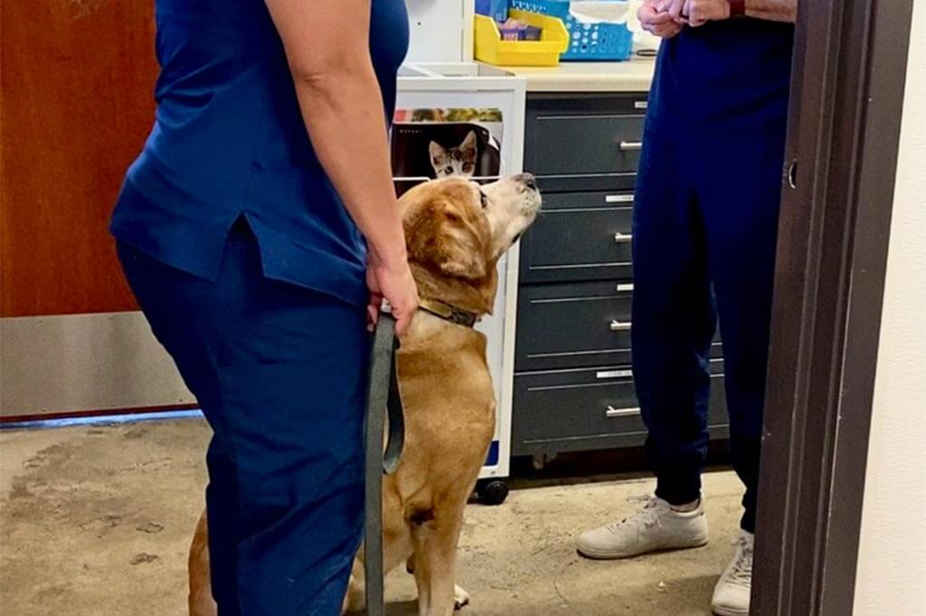 A dog sitting politely for a treat A dog sitting politely for a treat