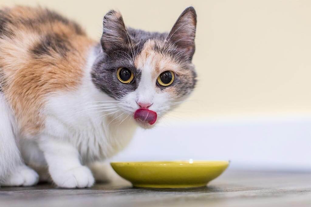 A cat with food A cat with food