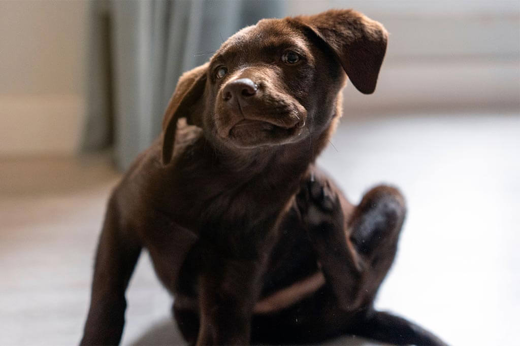 A chocolate lab puppy scratching A chocolate lab puppy scratching