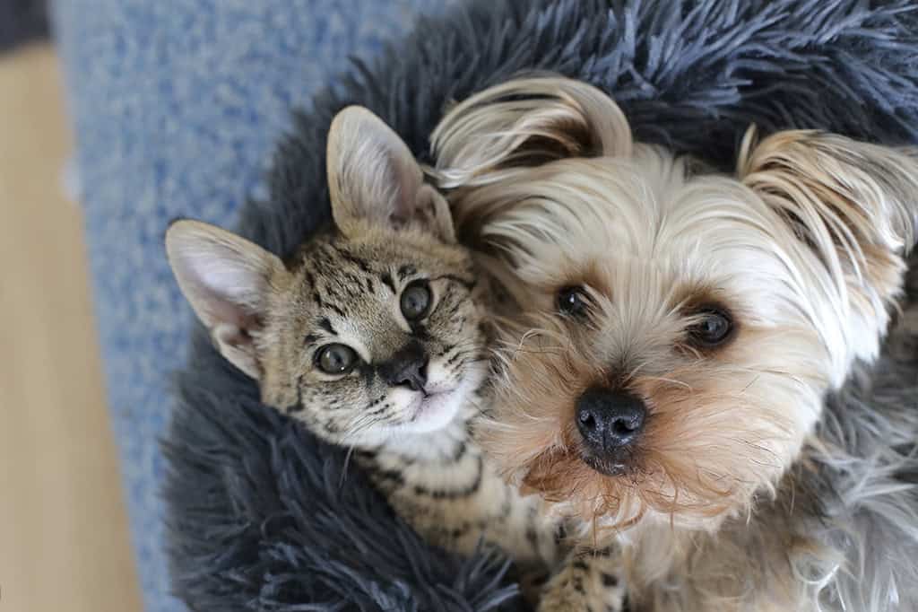 Puppy and Kitten Puppy and Kitten