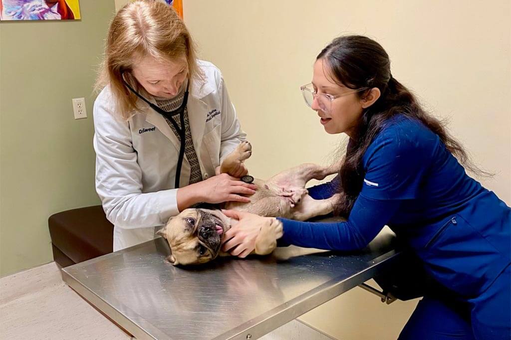 Treating a dog Treating a dog