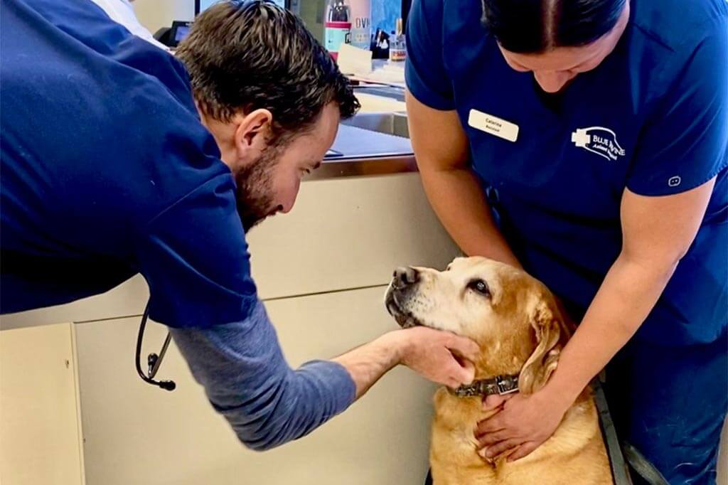 An older dog being checked out An older dog being checked out