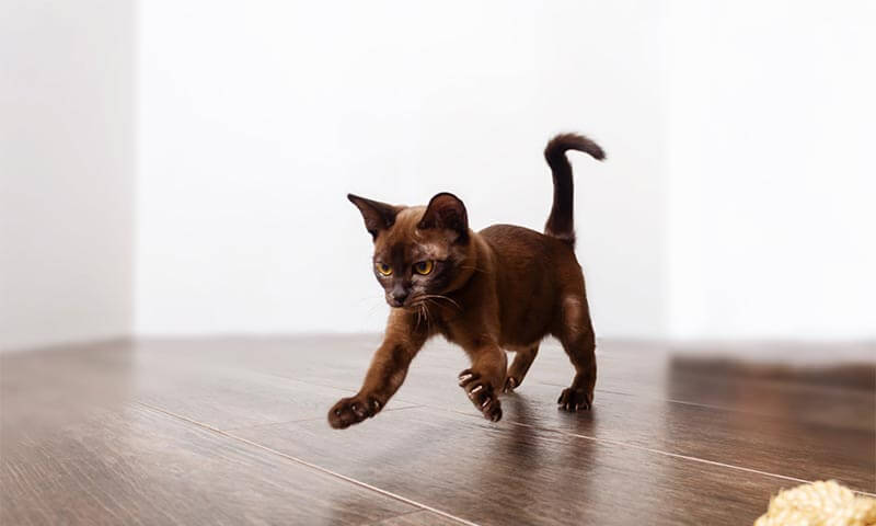 A pouncing kitty A pouncing kitty