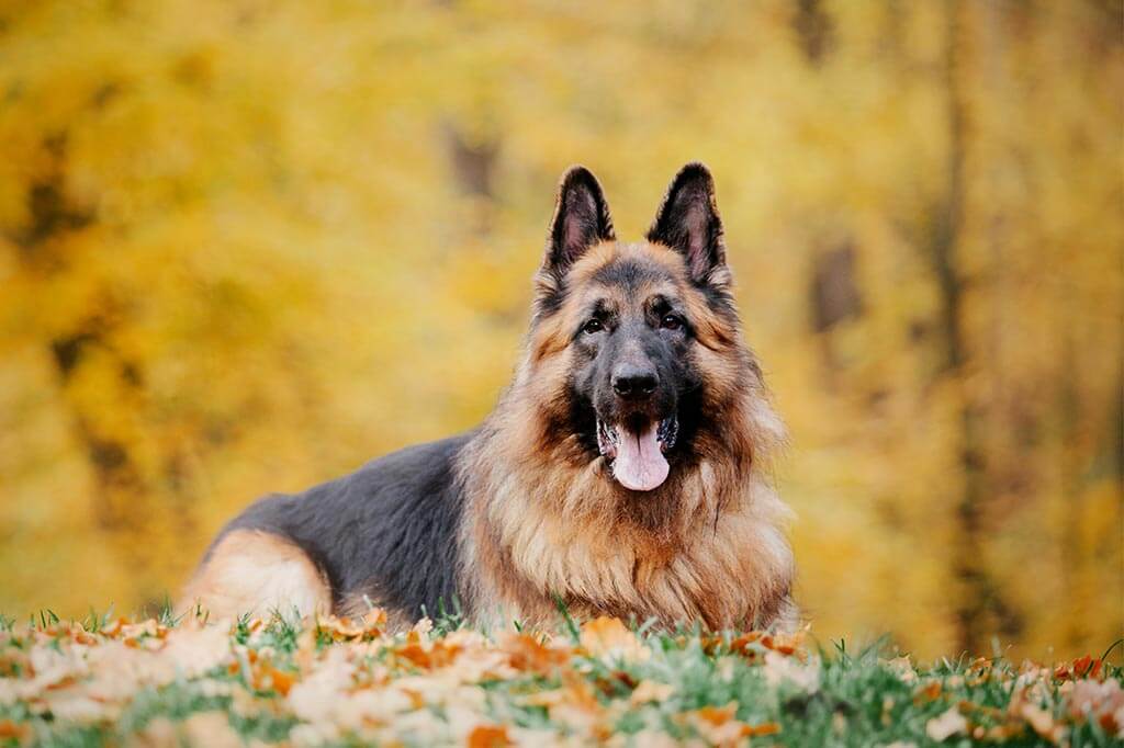 A German shepherd dog A German shepherd dog