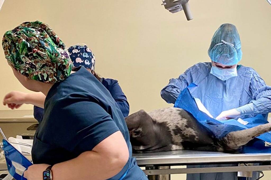 A surgical procedure A surgical procedure