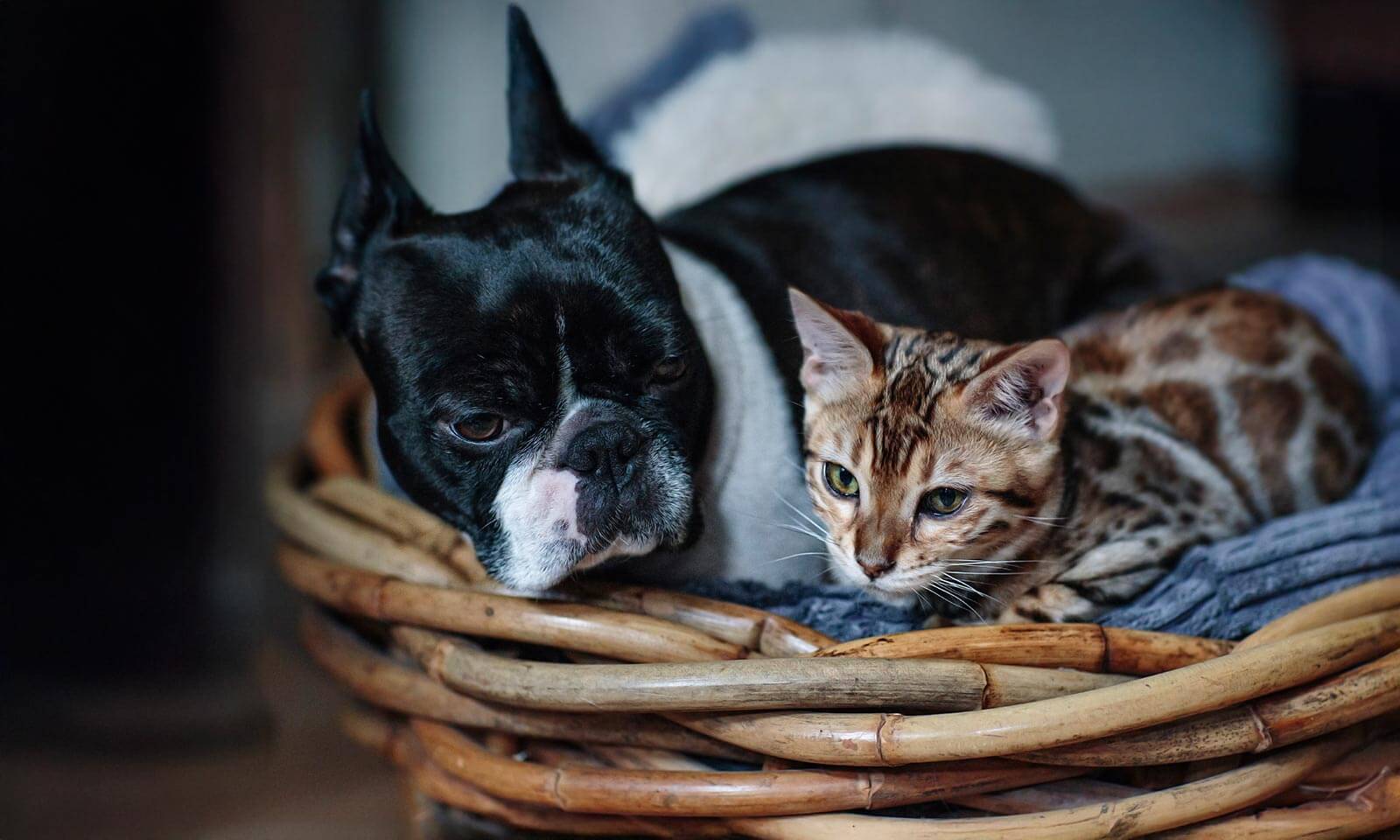 Dog and cat in basket
