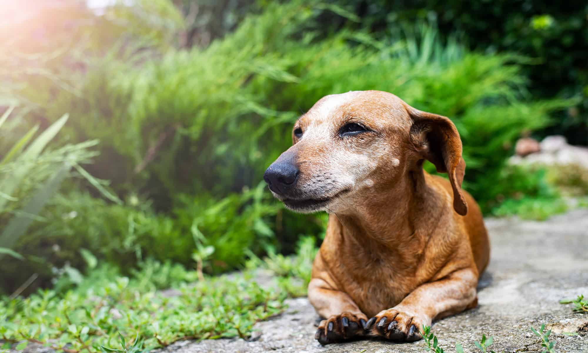 A dachshund laying down