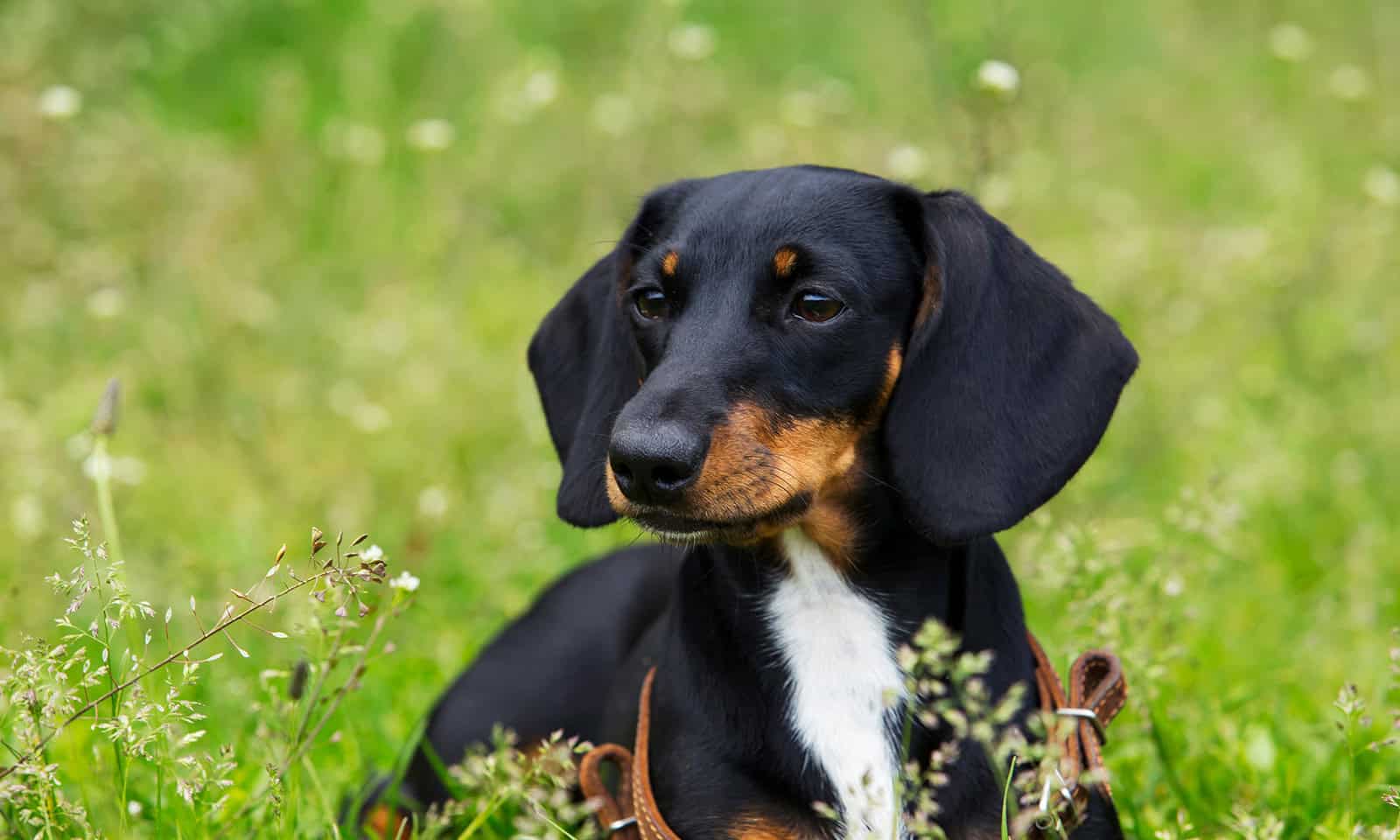 A black and brown puppy