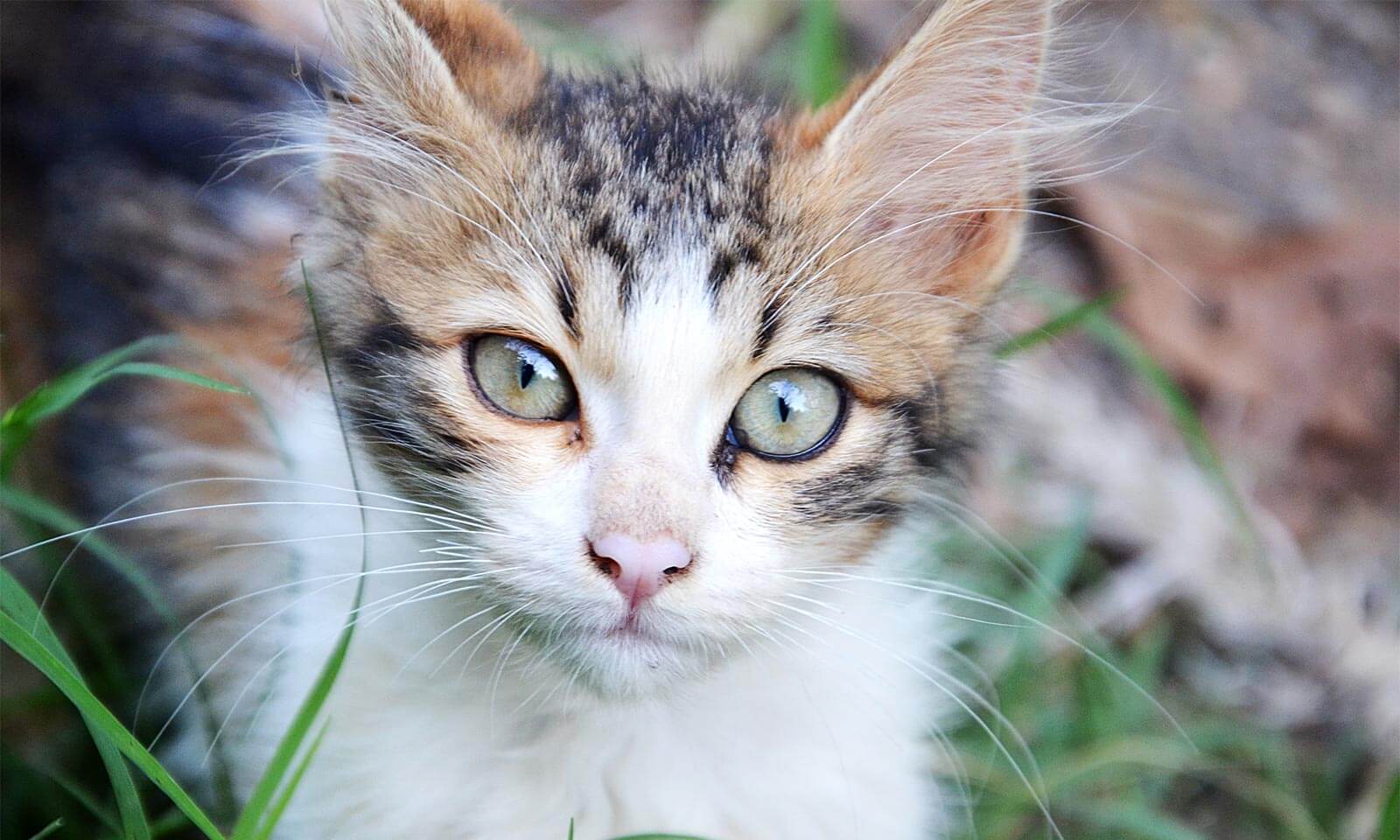 A kitten