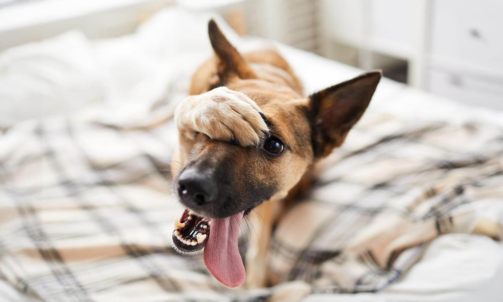 A german shepherd putting its paw over its head