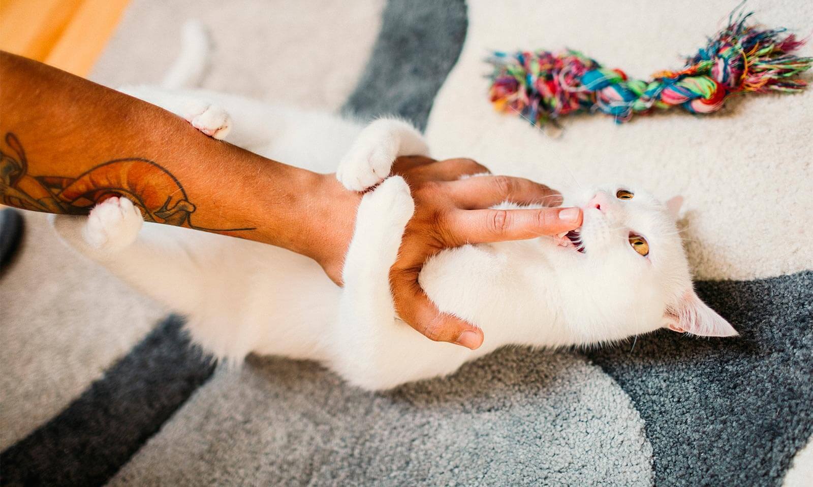 A playful kitten