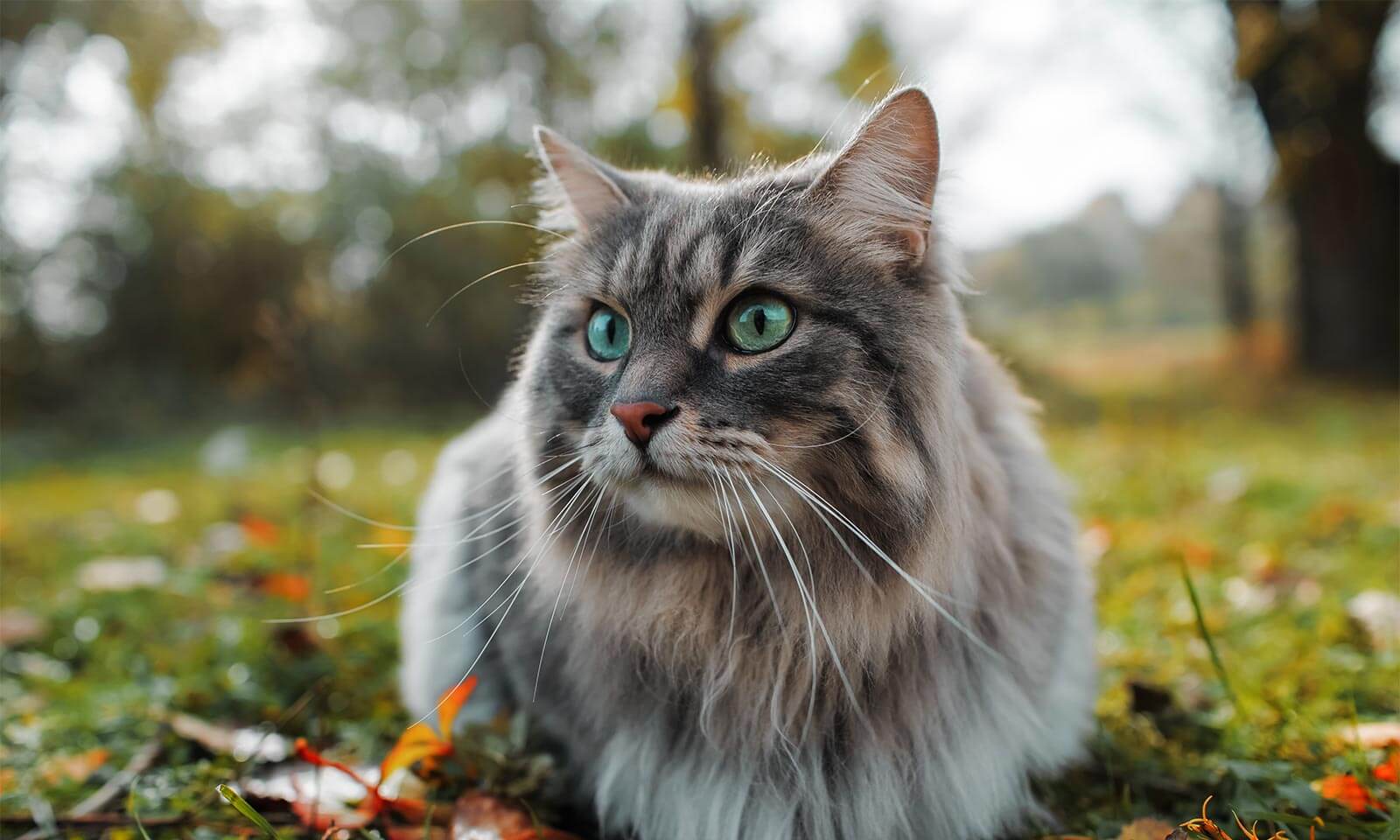 A grey cat outdoors