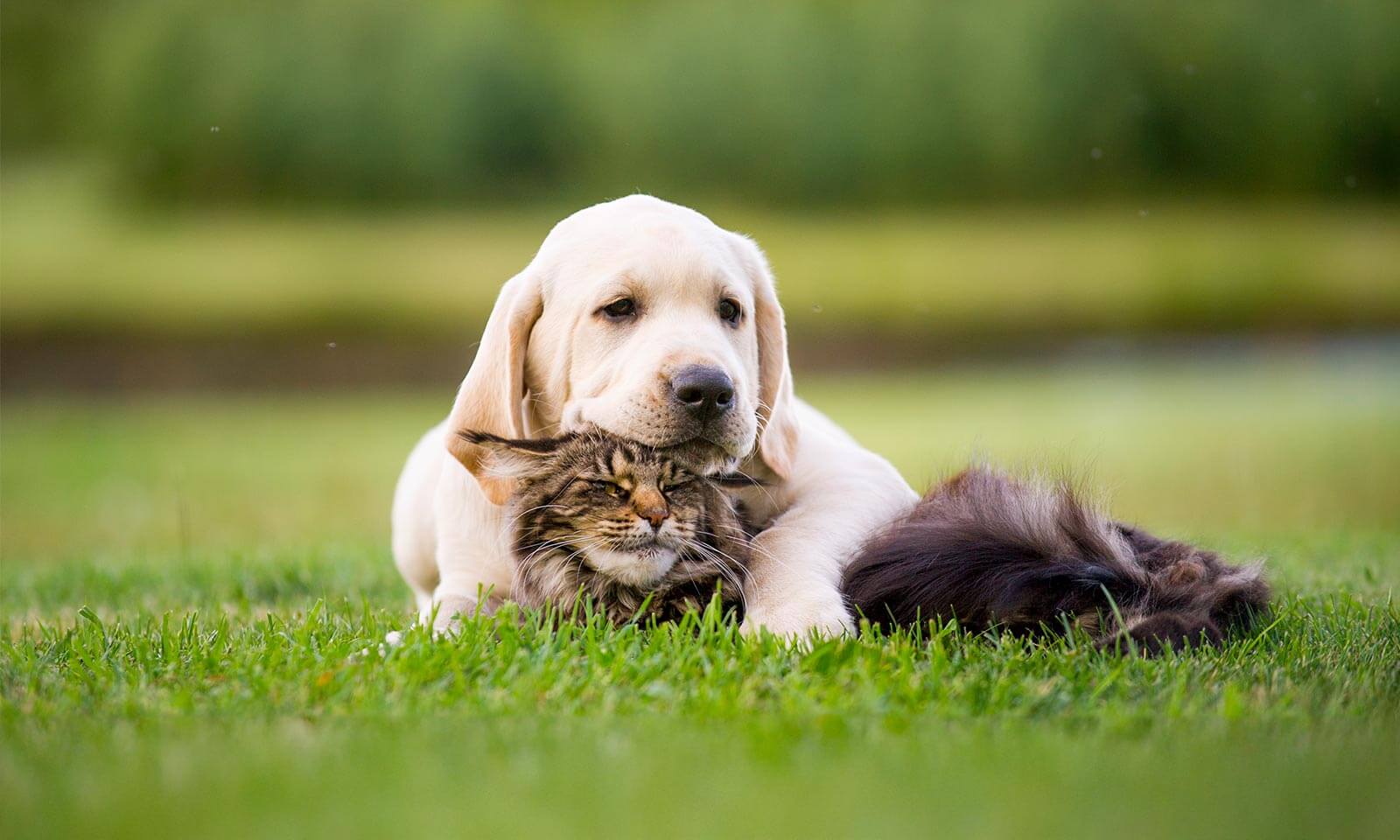 A puppy and kitten