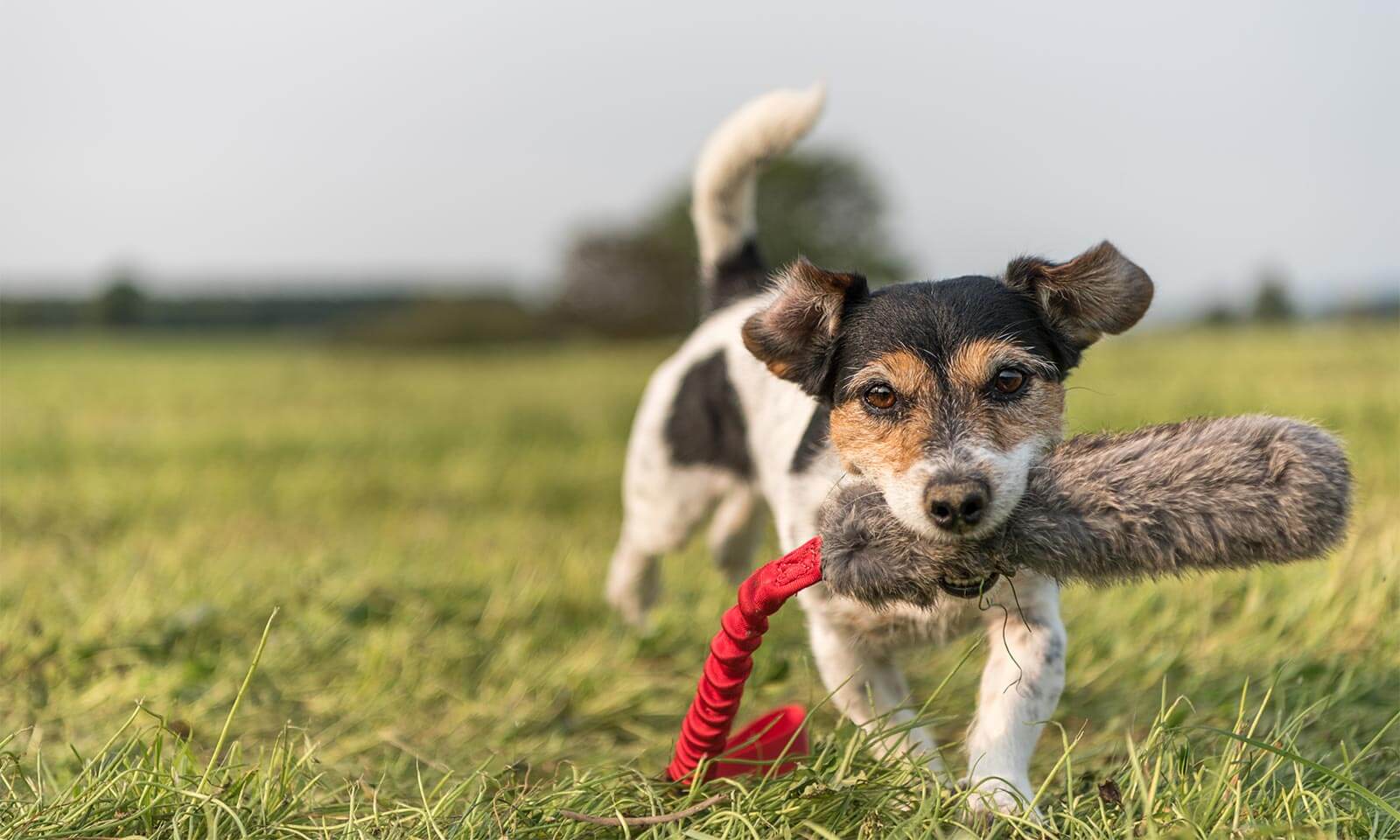 A playful puppy