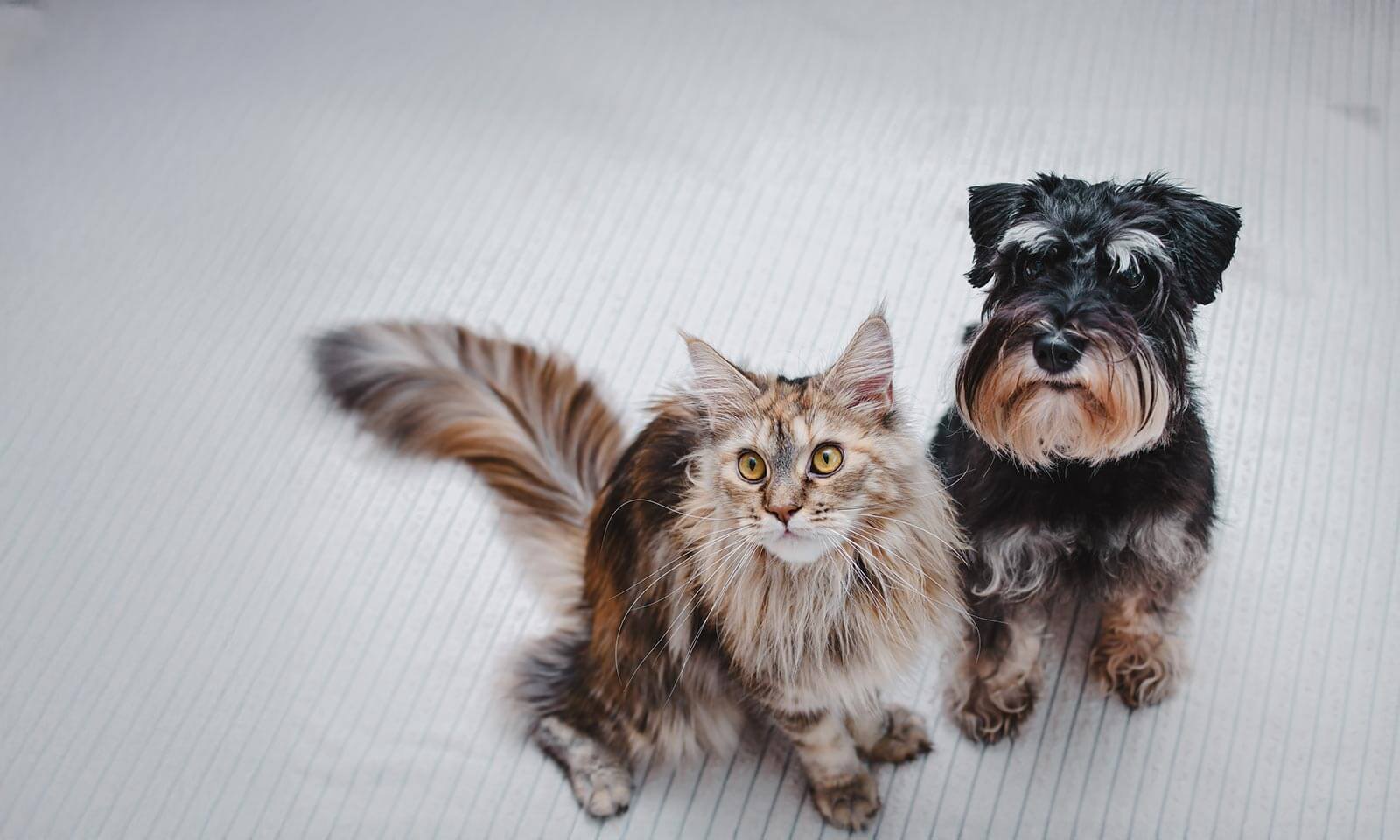 A terrier and cat looking up