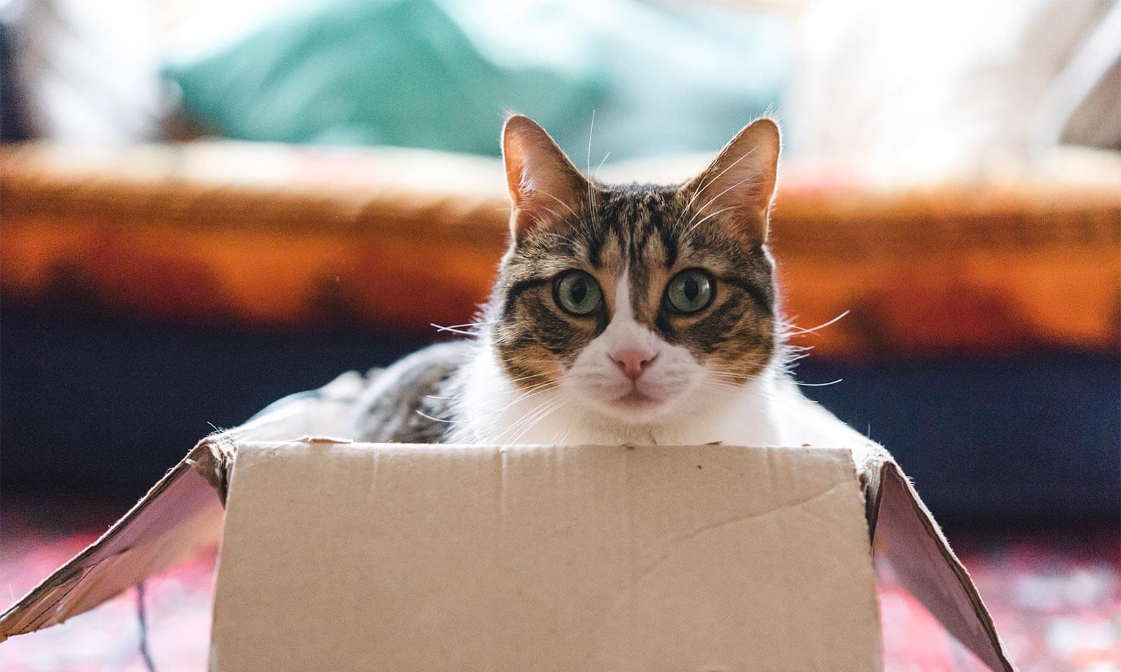 A cat in a box