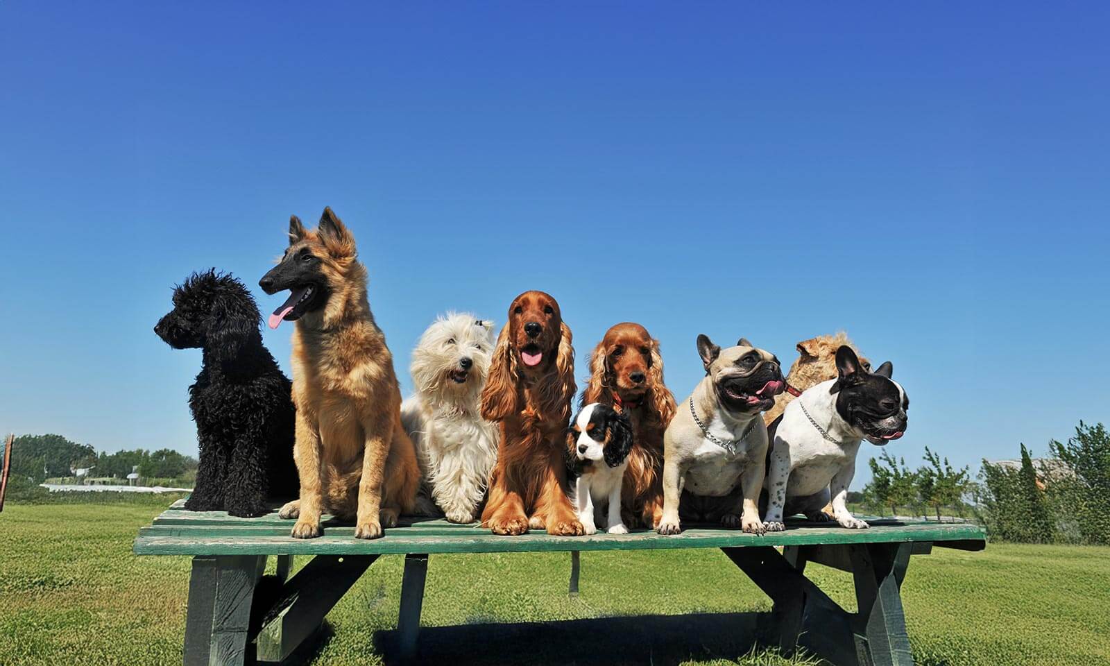 A dog training class