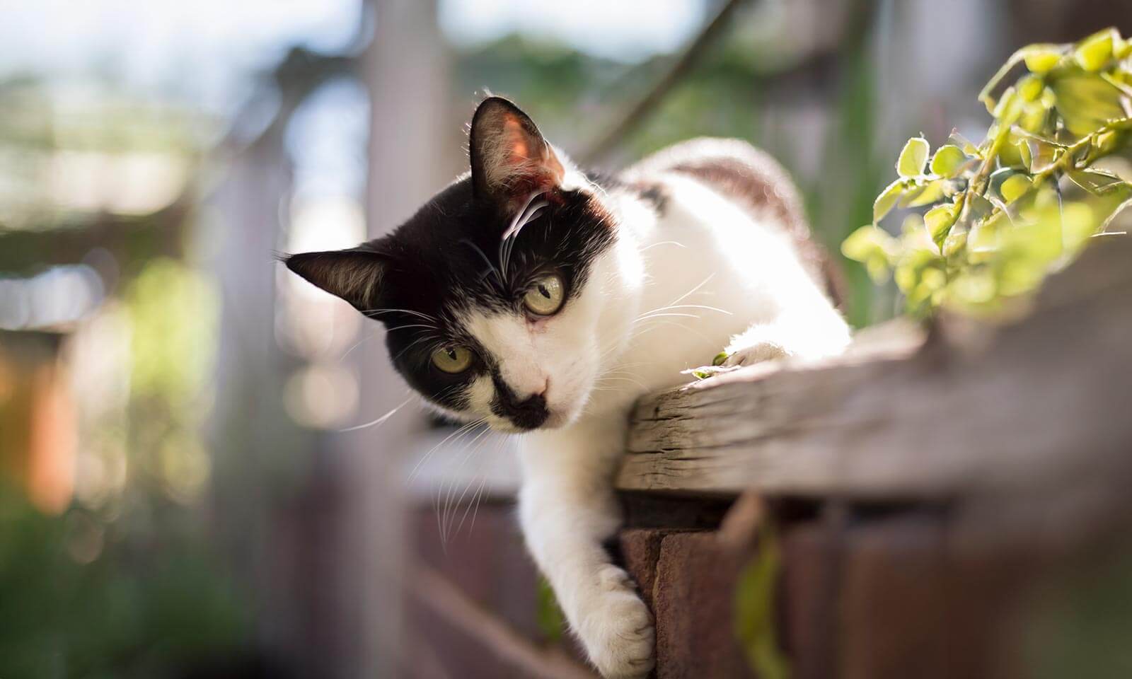 A cat outdoors
