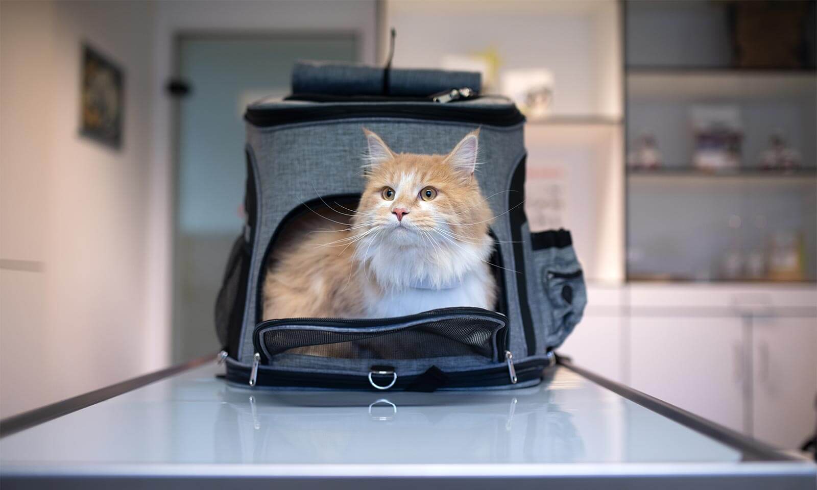 A cat at the vet